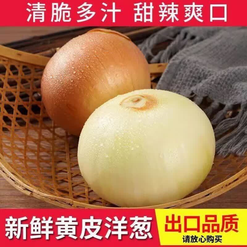 丰县洋葱大量上市产地直发货源充足量大价优欢迎来电