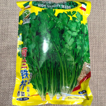 荷兰铁杆香菜种子香味浓郁耐热耐寒耐抽苔大田基地大面积种植
