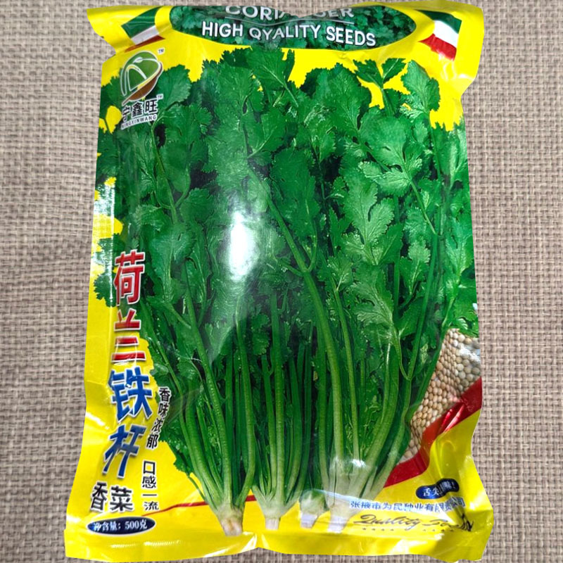 荷兰铁杆香菜种子香味浓郁耐热耐寒耐抽苔大田基地大面积种植