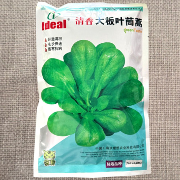 清香大板叶茼蒿种子耐寒耐抽苔抗病味道清甜生长快基地用