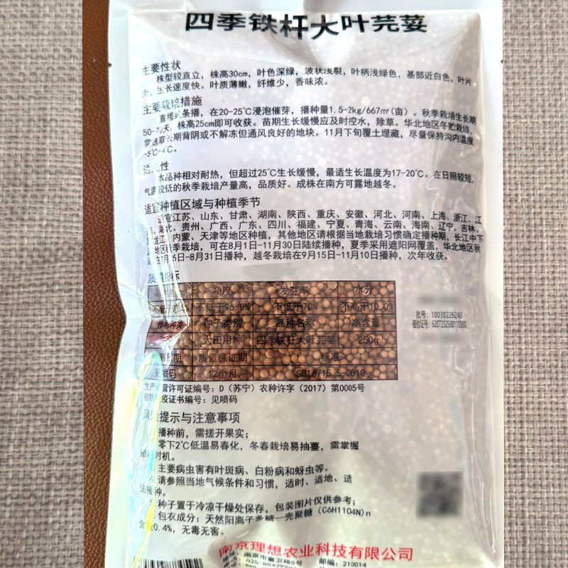 四季铁杆大叶香菜种子耐热耐抽苔香味浓生长速度快基地用