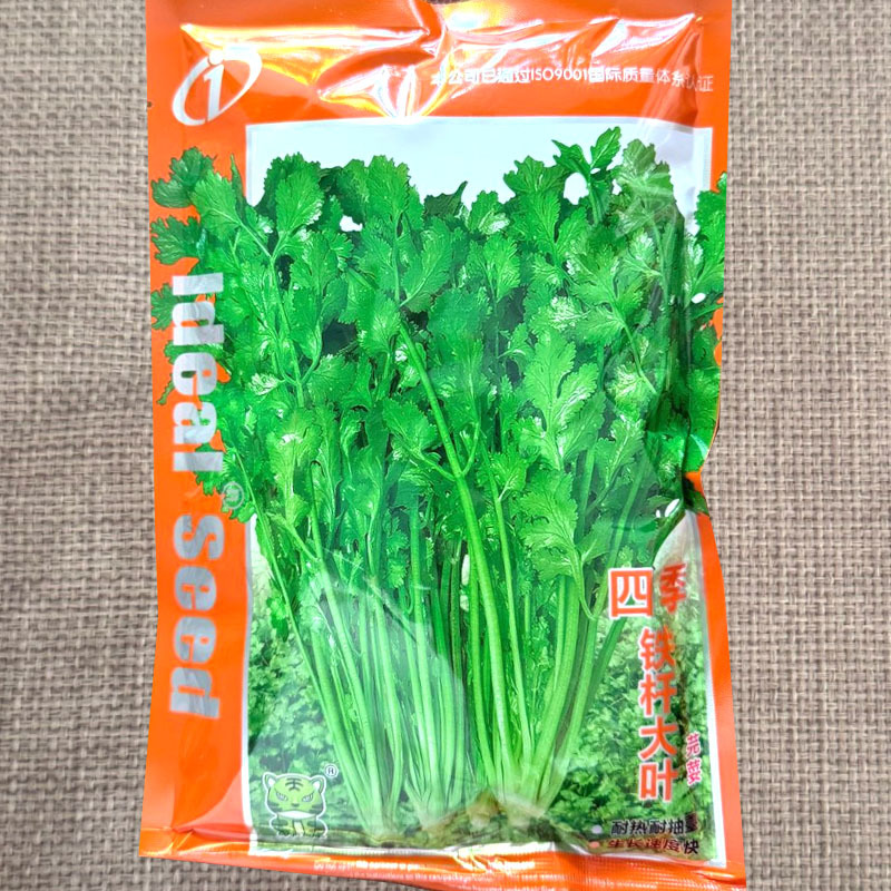 四季铁杆大叶香菜种子耐热耐抽苔香味浓生长速度快基地用