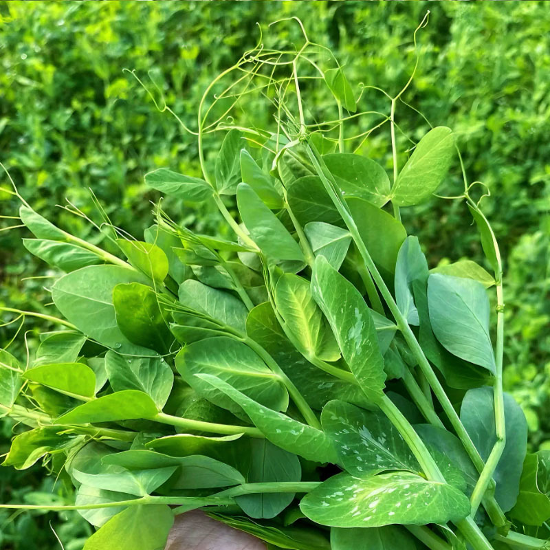 大无须豌豆苗种子叶片肥美苗粗苗壮清香爽嫩大田基地型
