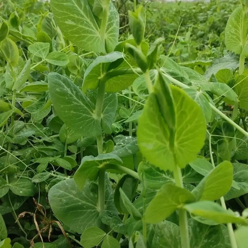 大无须豌豆苗种子叶片肥美苗粗苗壮清香爽嫩大田基地型