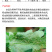 汉邦擅赢18%氟啶虫酰胺啶虫脒黄瓜蚜虫腻虫农药杀虫剂1