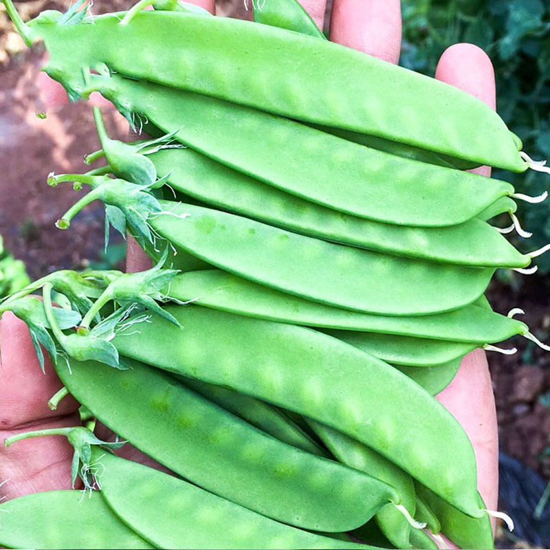 荷兰豆种子中早熟豌豆籽易种无纤维高产春秋种植大田种