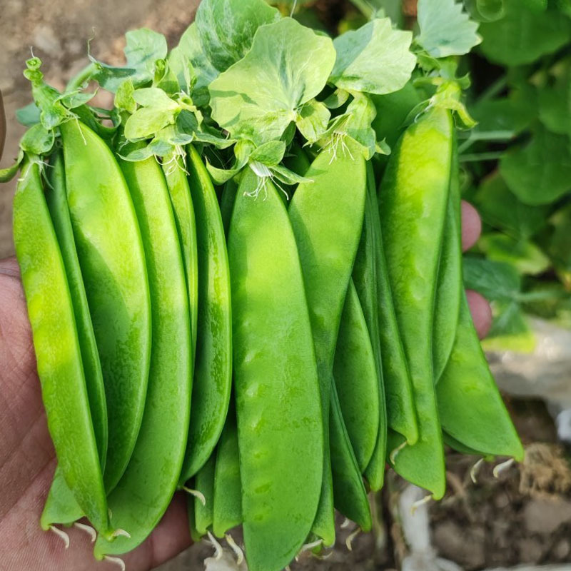 荷兰豆种子中早熟豌豆籽易种无纤维高产春秋种植大田种