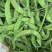 荷兰豆种子中早熟豌豆籽易种无纤维高产春秋种植大田种