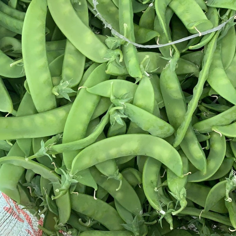 荷兰豆种子中早熟豌豆籽易种无纤维高产春秋种植大田种