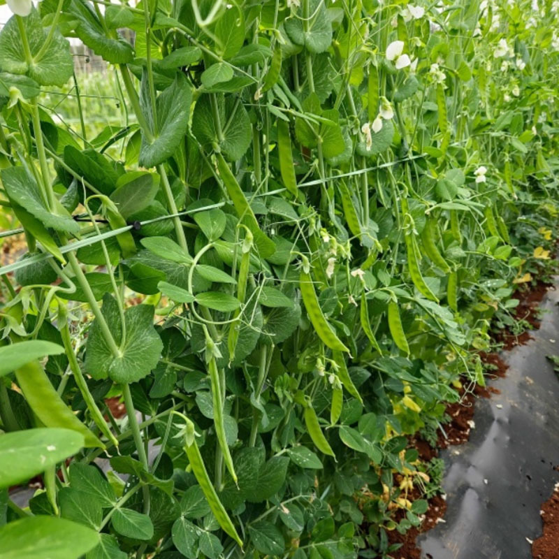 荷兰豆种子中早熟豌豆籽易种无纤维高产春秋种植大田种