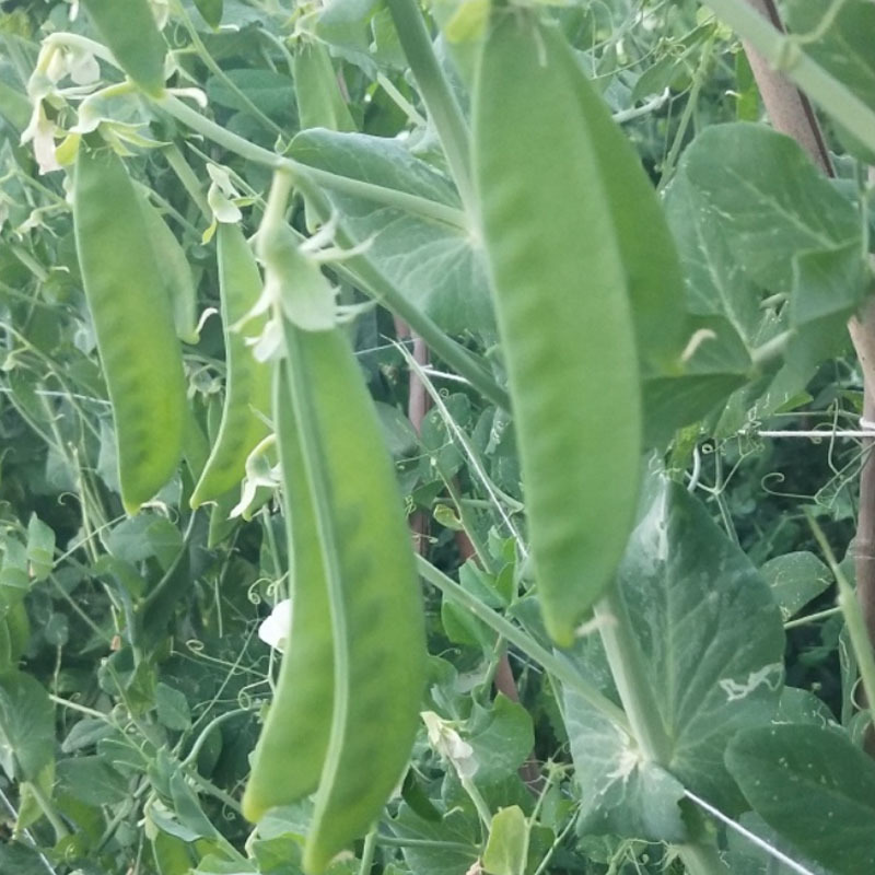 荷兰豆种子中早熟豌豆籽易种无纤维高产春秋种植大田种