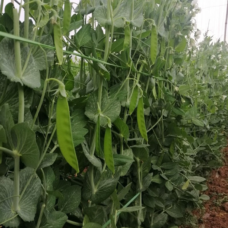 荷兰豆种子中早熟豌豆籽易种无纤维高产春秋种植大田种