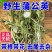 精选野生婆婆丁个无硫新货清爽泡水大货批发