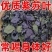 精选无硫广西紫苏叶新货干片大货批发