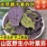 精选无硫广西紫苏叶新货干片大货批发