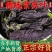 精选无硫广西紫苏叶新货干片大货批发