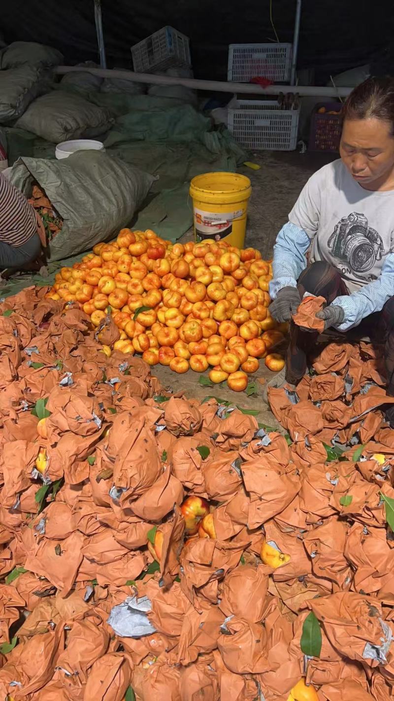 【推荐】基地直发油蟠7号桃现摘现发脆甜多汁量大价优