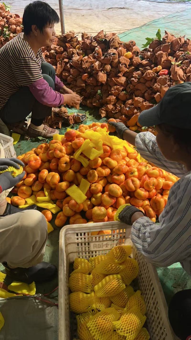 油蟠桃，蟠九，产地直发，大量有货，欢迎各位老板咨询采购