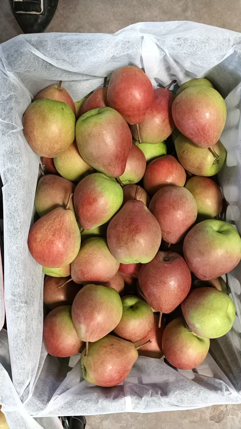 七月红梨🍐山西产地直发精品梨量大从优可对接全国电商市场