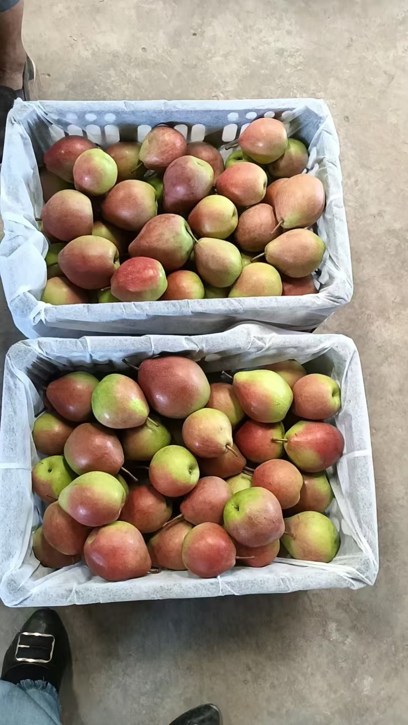 七月红梨🍐山西产地直发精品梨量大从优可对接全国电商市场