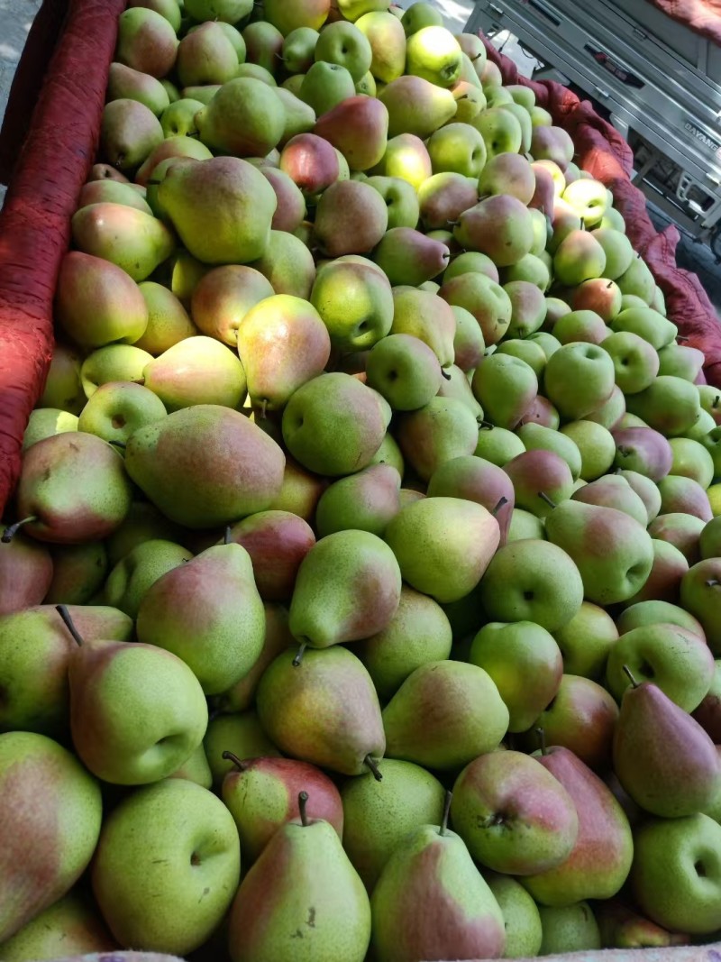 七月红梨🍐山西产地直发精品梨量大从优可对接全国电商市场
