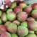 七月红梨🍐山西产地直发精品梨量大从优可对接全国电商市场