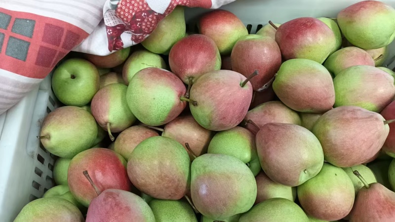 七月红梨🍐山西产地直发精品梨量大从优可对接全国电商市场