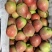 精品梨🍐七月红梨产地直发量大从优可视频看货对接全国客商等