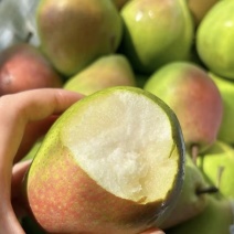 精品梨🍐七月红梨产地直发量大从优可视频看货对接全国客商等