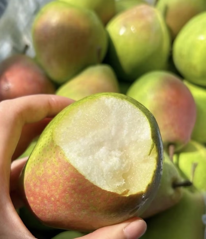 精品梨🍐七月红梨产地直发量大从优可视频看货对接全国客商等