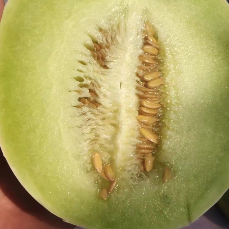 【精品】甘肃哈密瓜银蜜哈密瓜大量上市货源稳定来电优惠