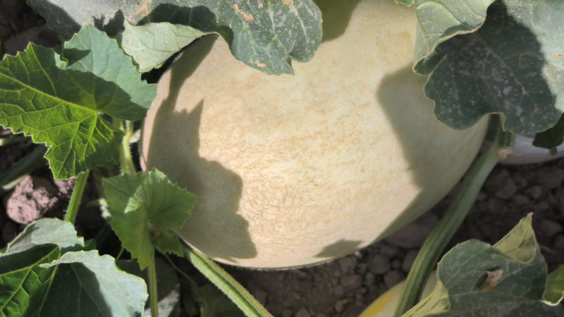 【精品】甘肃哈密瓜银蜜哈密瓜大量上市货源稳定来电优惠