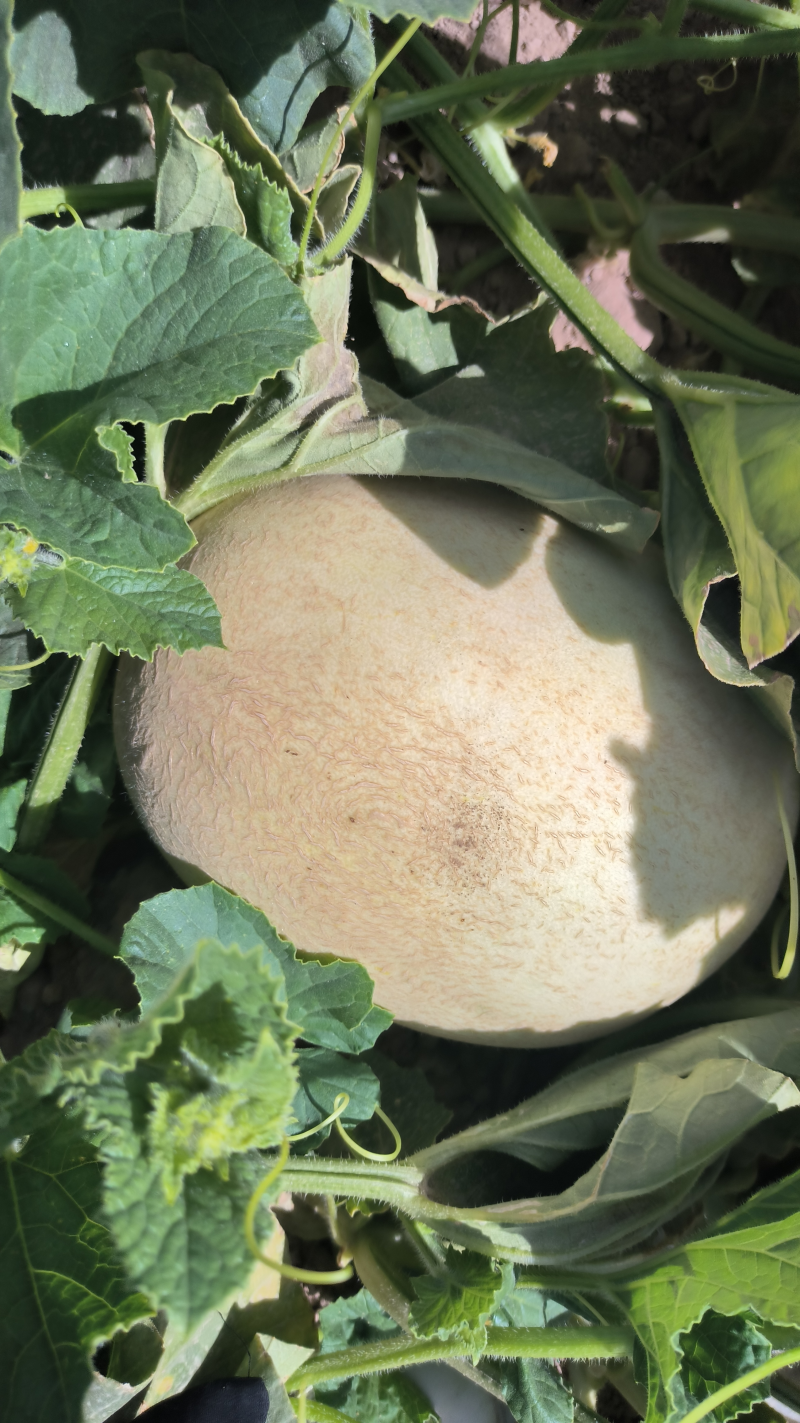 【精品】甘肃哈密瓜银蜜哈密瓜大量上市货源稳定来电优惠