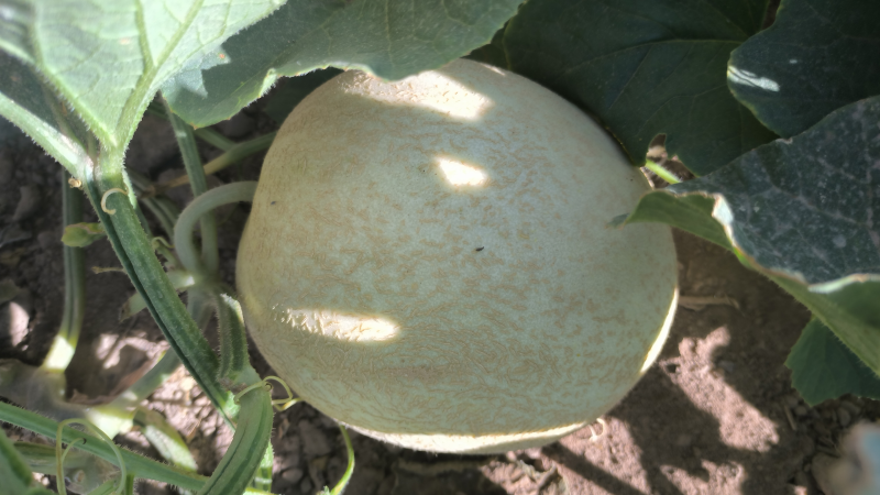 【精品】甘肃哈密瓜银蜜哈密瓜大量上市货源稳定来电优惠