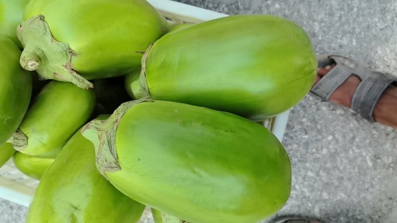河南青茄子精品青茄产地一手货源基地直发保质保量