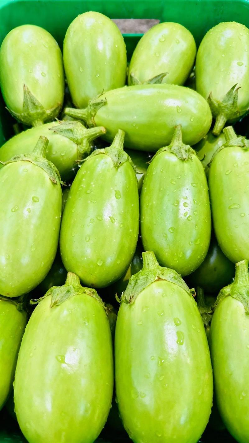 河南青茄子精品青茄产地一手货源基地直发保质保量