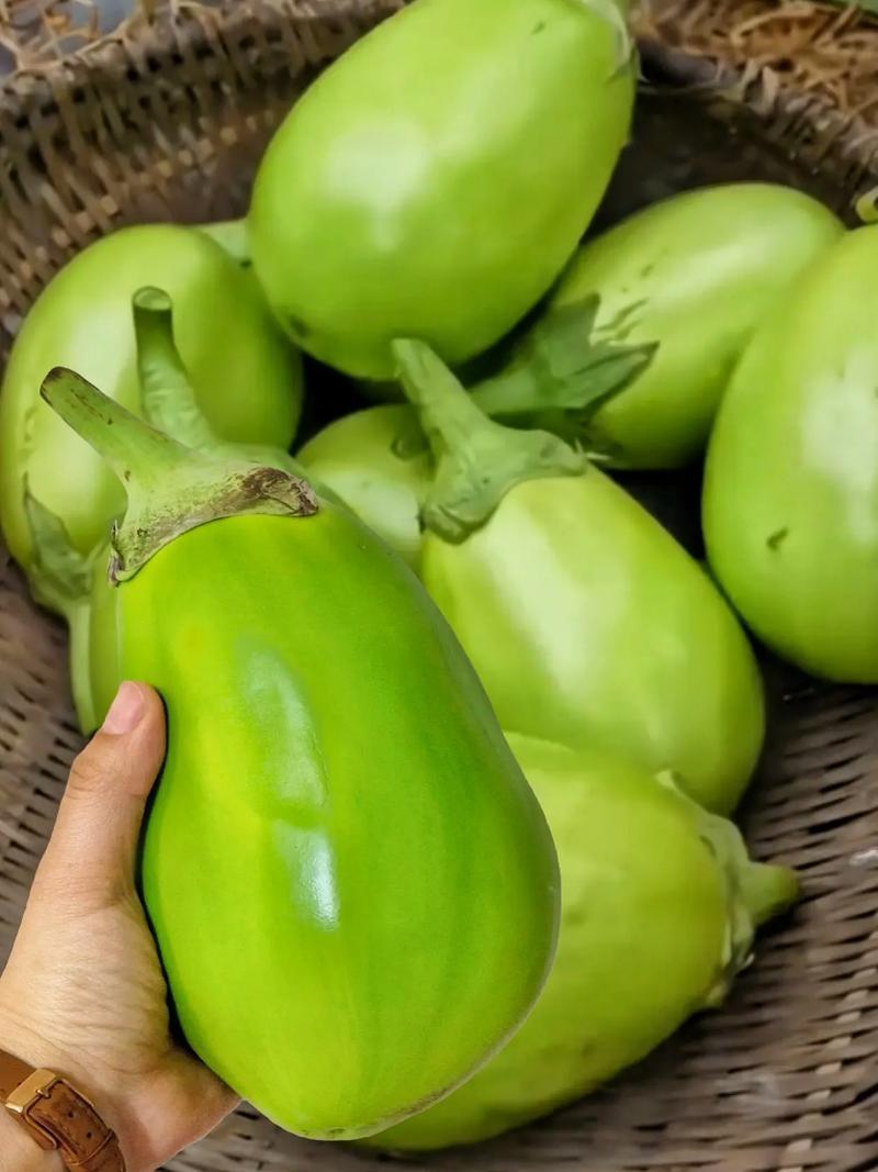 河南青茄子精品青茄产地一手货源基地直发保质保量
