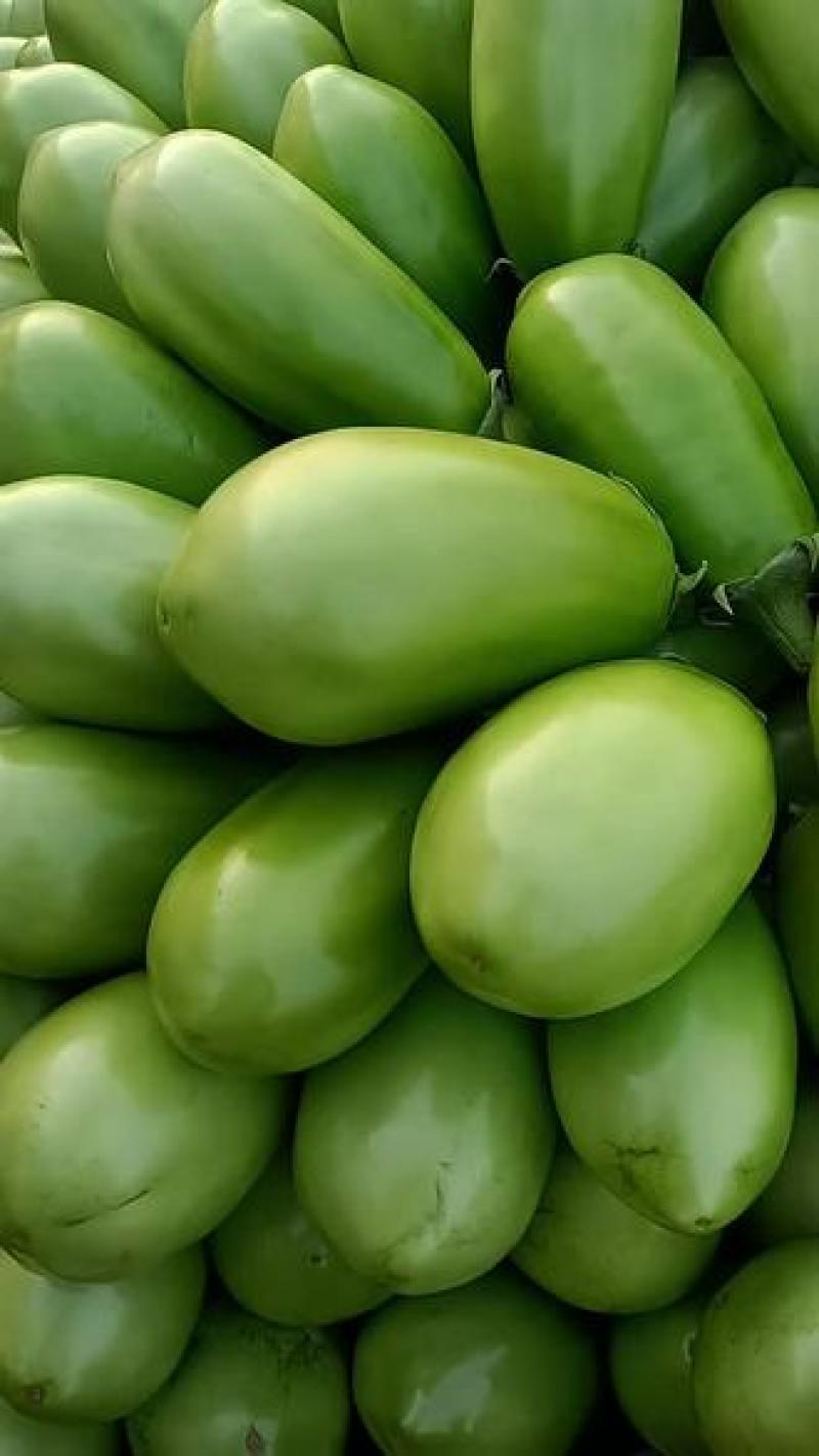 河南青茄子精品青茄产地一手货源基地直发保质保量