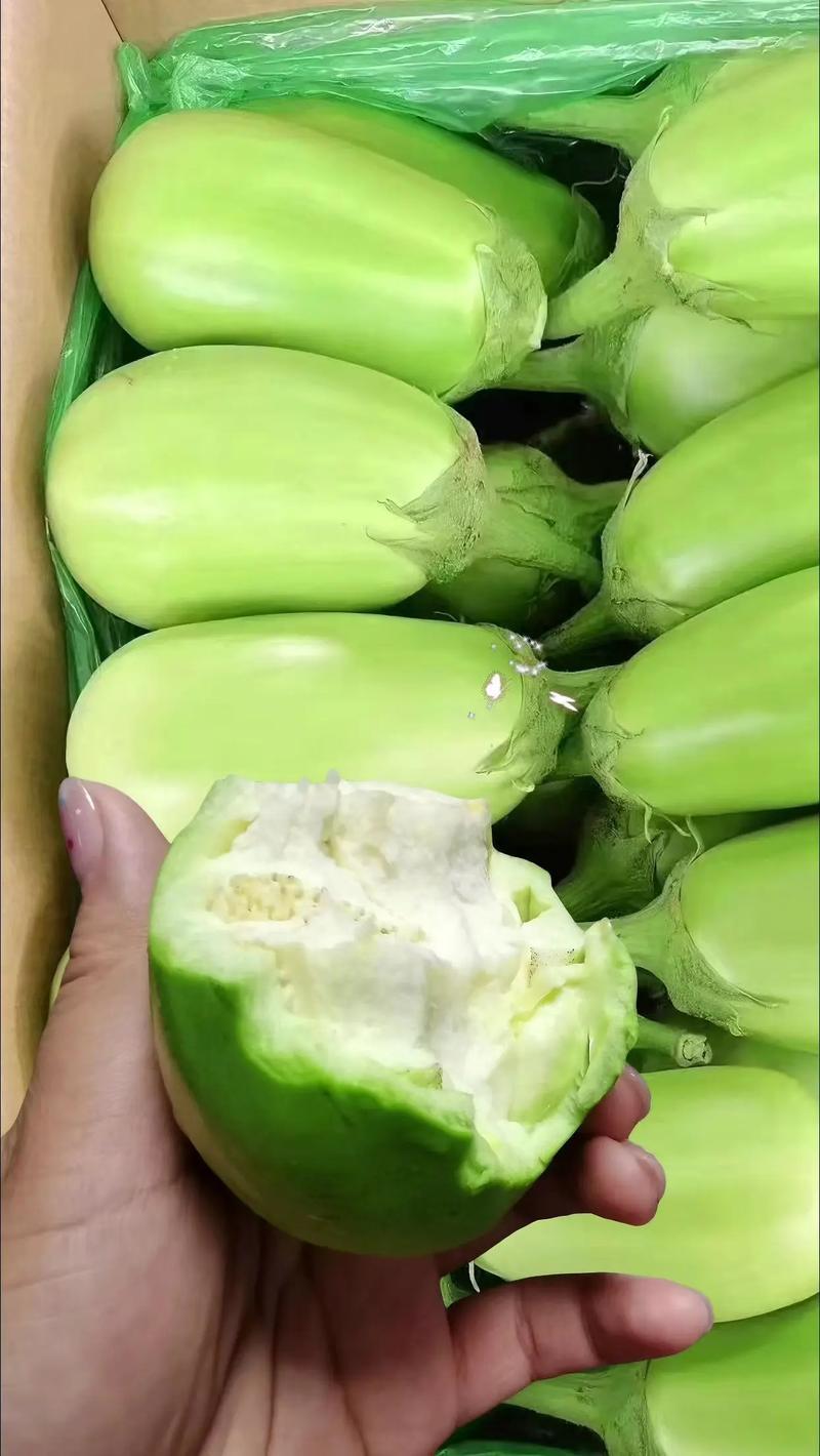 河南青茄子精品青茄产地一手货源基地直发保质保量