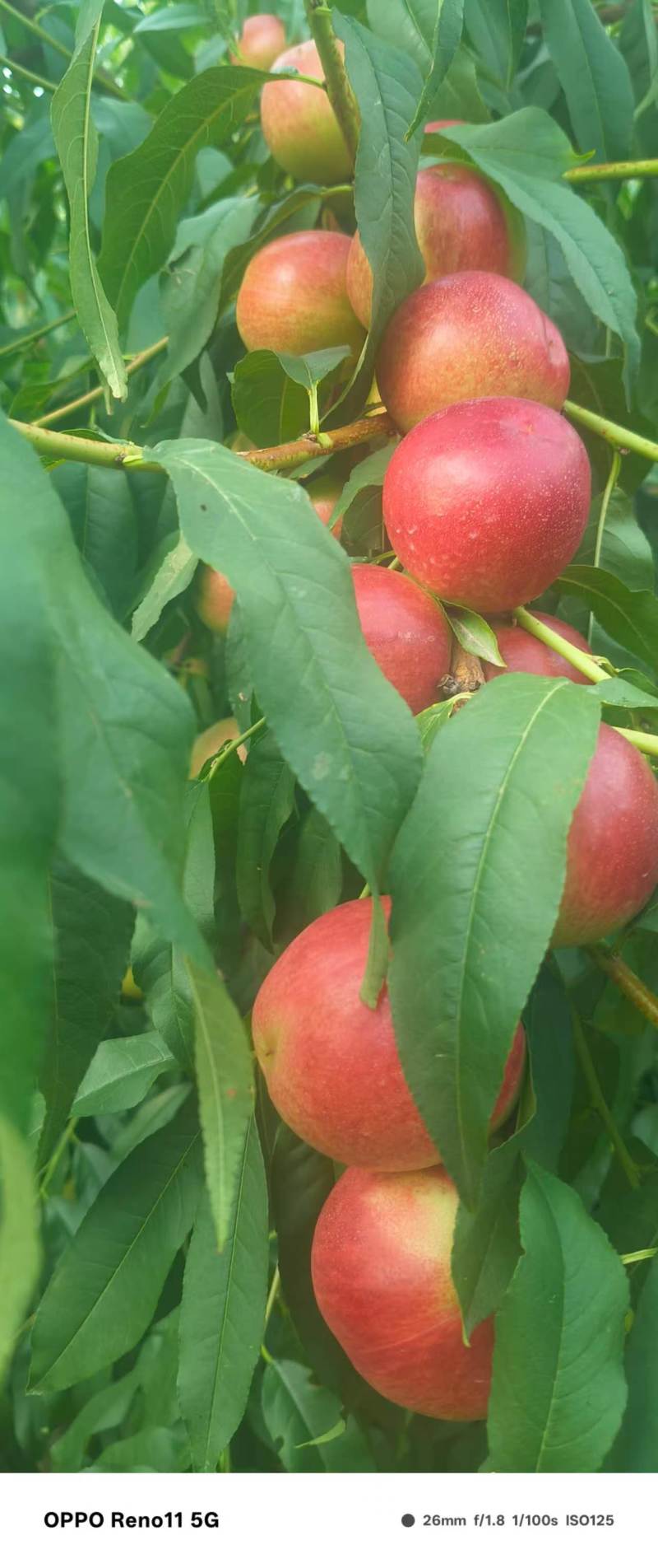珍珠枣油桃3号大量上市现摘现发品质保证欢迎来电