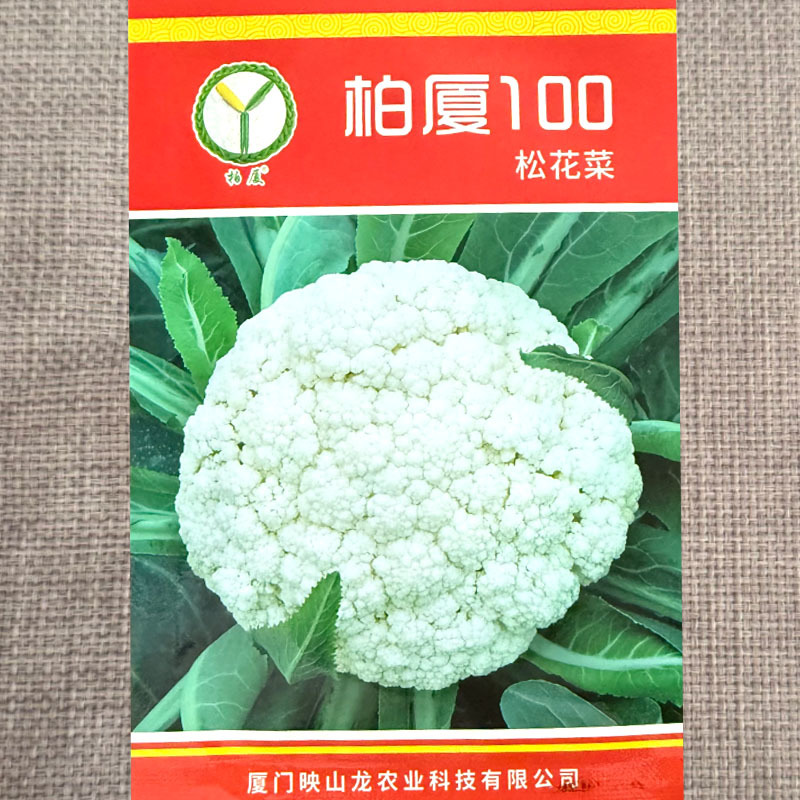 柏厦100松花菜种子耐寒耐湿抗旱抗病花球圆整洁白半松花菜