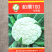 柏厦100松花菜种子耐寒耐湿抗旱抗病花球圆整洁白半松花菜