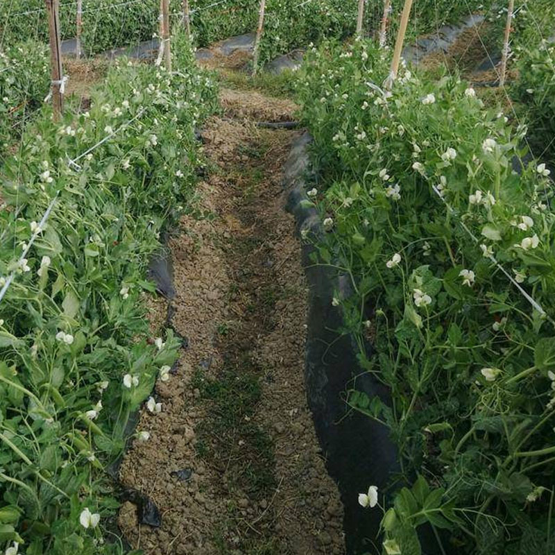 珍甜99甜豌豆种子荚长荚多口感甜脆抗病高产大田基地型