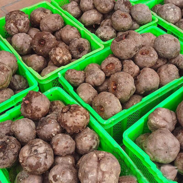 正宗花魔芋种子高产一代磨芋种芋脱水消毒花魔芋种巫溪