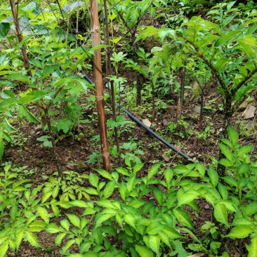 魔芋种植新鲜魔芋种子花魔芋高成活一代种子二代种商品