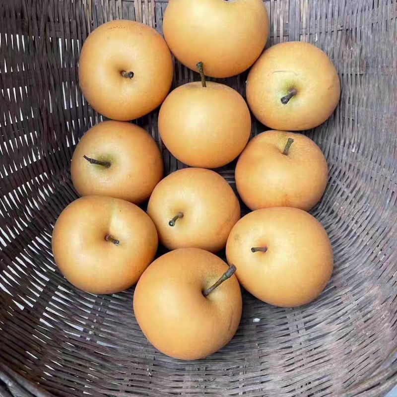 湖北精品秋月梨上市脆甜多汁品质保证欢迎来洽谈合作