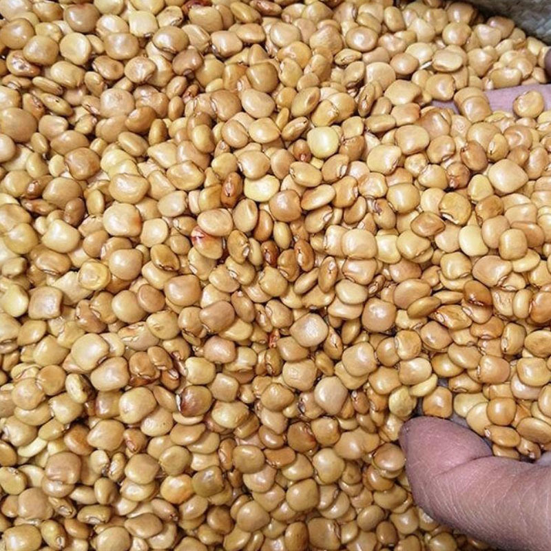 甜脆水果地瓜种子沙葛凉薯山地瓜种籽春季秋季蔬菜种孑水果地