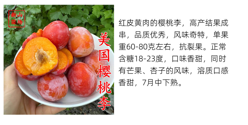 【美国樱桃李苗】美国樱桃李可乐雪碧德国澳洲邦尼1号2号嫁