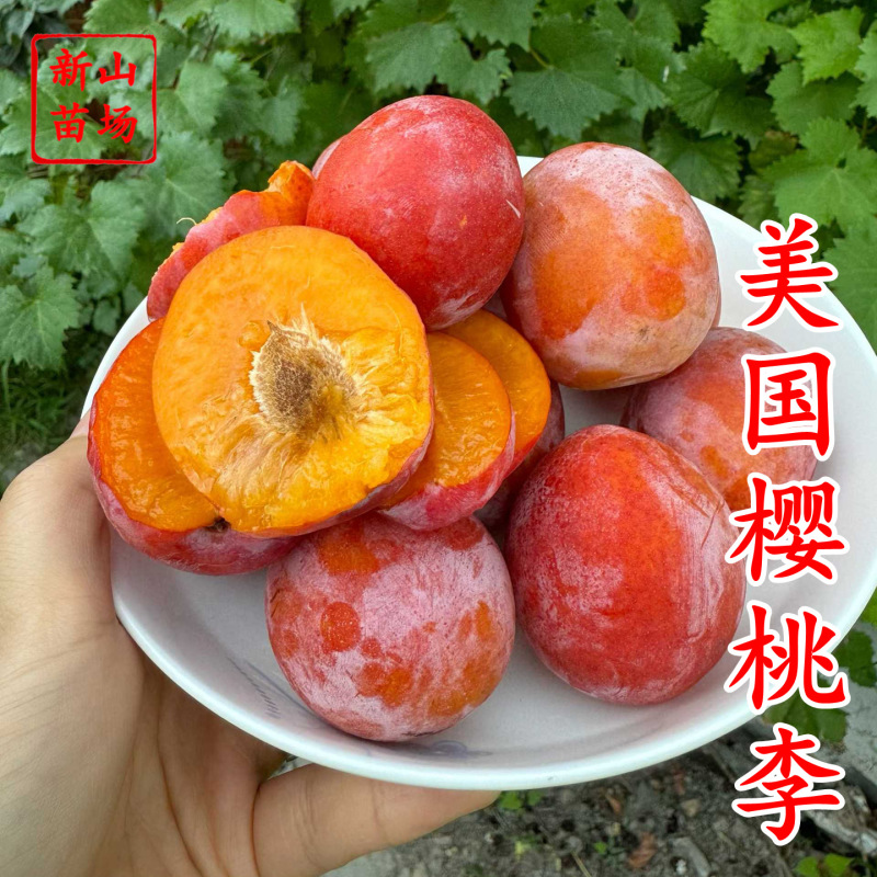 【美国樱桃李苗】美国樱桃李可乐雪碧德国澳洲邦尼1号2号嫁