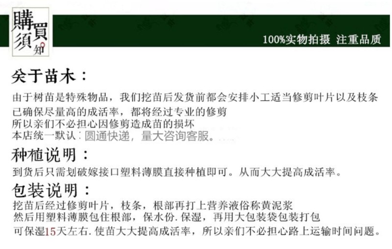 【美国樱桃李苗】美国樱桃李可乐雪碧德国澳洲邦尼1号2号嫁